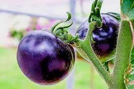 Deep Blue Tomato Seeds for Planting - 100 pcs